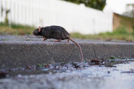 Rattengift mit dem Wirkstoff Brodifacoum zur Bekämpfung von Ratten