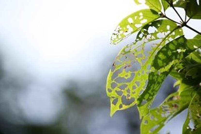blatt zerfressen raupe