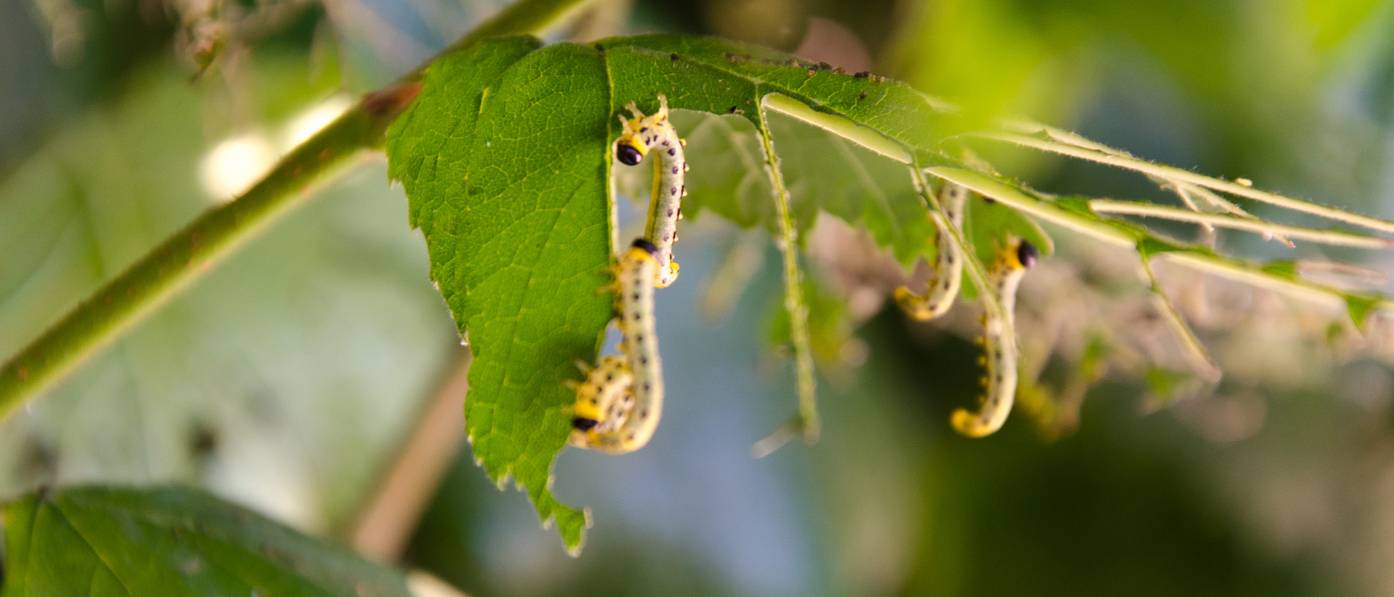 Raupen bekämpfen 5 Hausmittel und Tipps gegen Raupenbefall