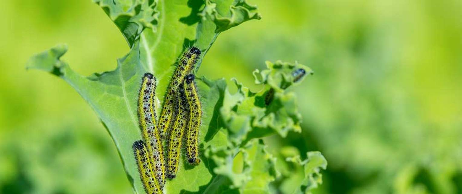 Raupen bekämpfen Schmetterlingsraupen als Schädlinge im Garten