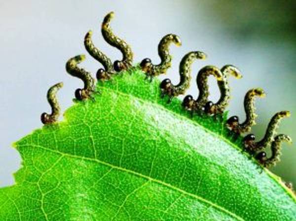 Raupen bekämpfen Schmetterlingsraupen als Schädlinge im Garten