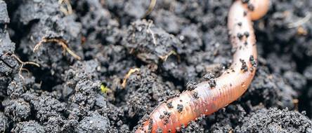 Regenwrmer als Ntzlinge im Garten - die 2 bekanntesten Arten und ihre  Funktion - heimwerker.de