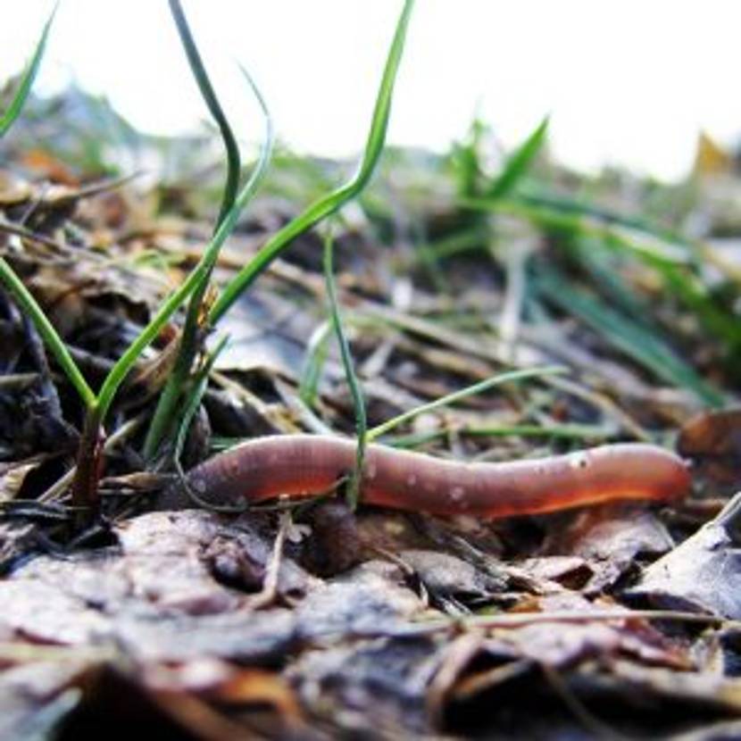 regenwurm-aktiver-gartenhelfer