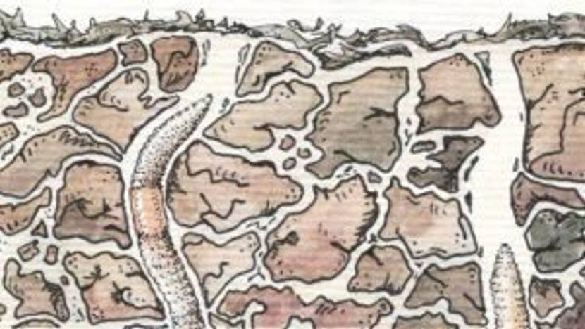 regenwurm-bodenqualitaet