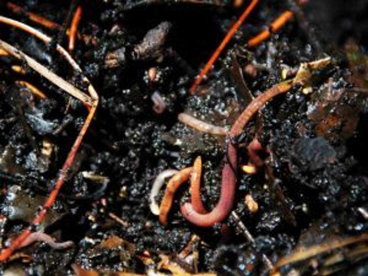 Regenwürmer als Nützlinge im Garten die 2 bekanntesten Arten und ihre