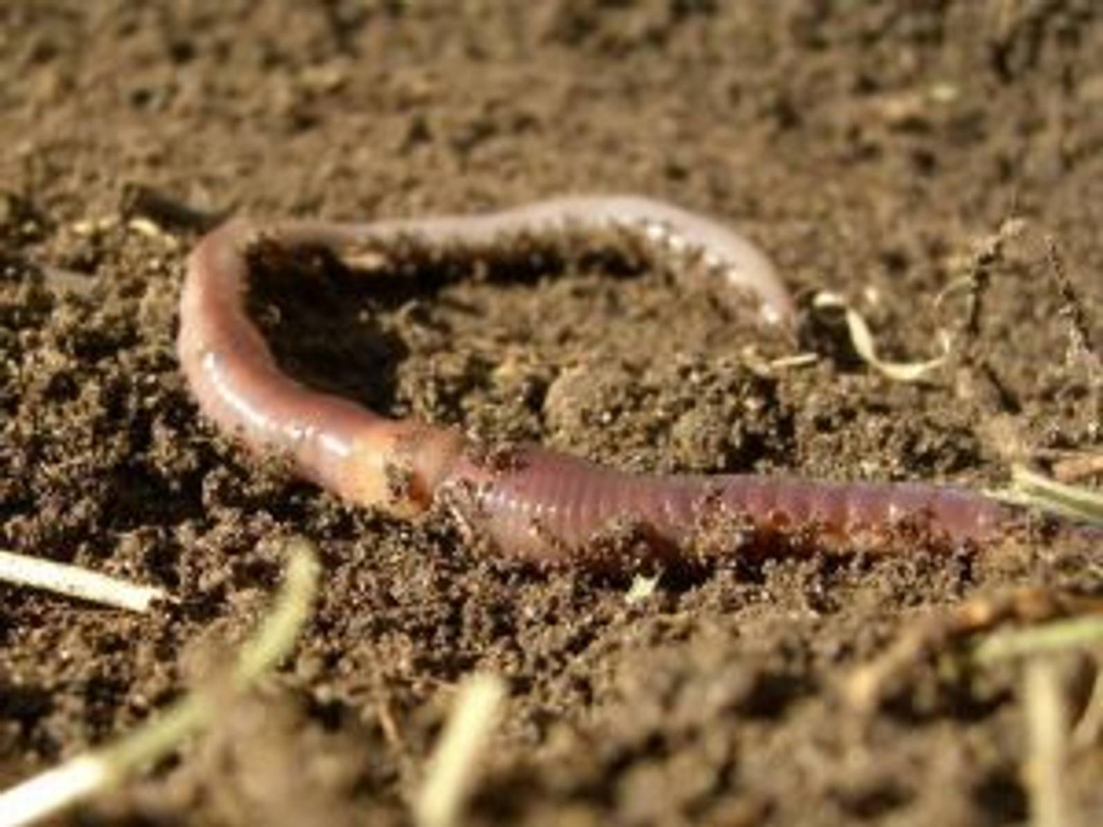 Regenwürmer als Nützlinge im Garten die 2 bekanntesten Arten und ihre