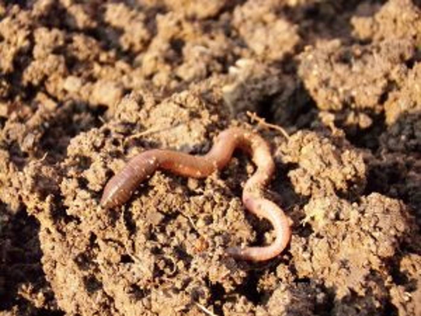 Regenwürmer als Nützlinge im Garten die 2 bekanntesten Arten und ihre
