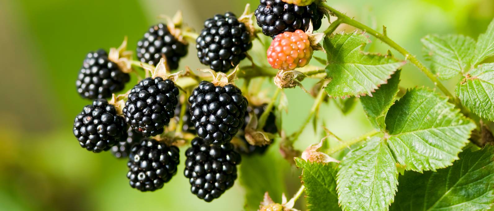 Brombeeren pflanzen im Topf Eine Anleitung in 5 Schritten