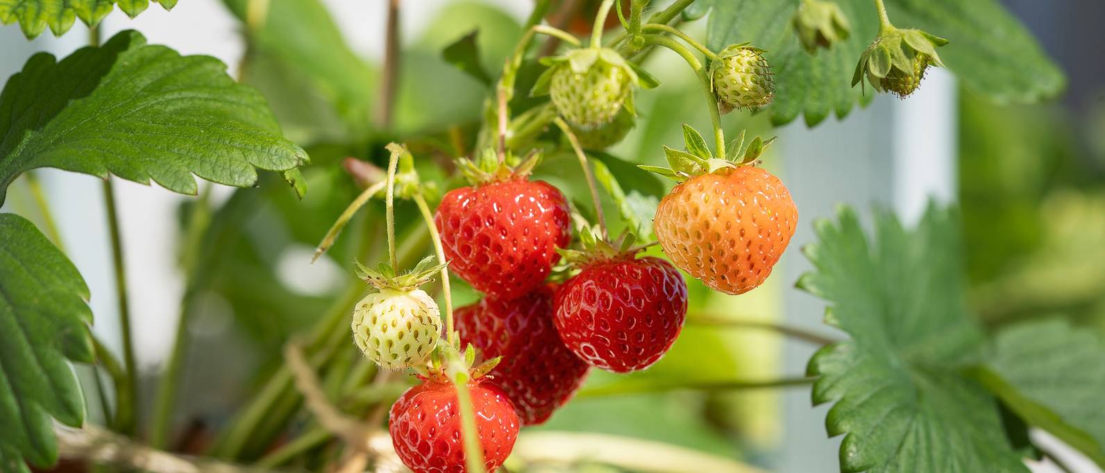 Erdbeeren im Topf pflanzen Voraussetzungen und anschließende Pflege