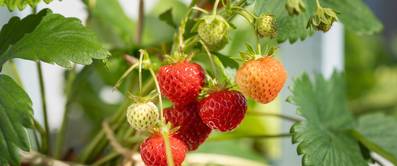 reife erdbeeren im topf