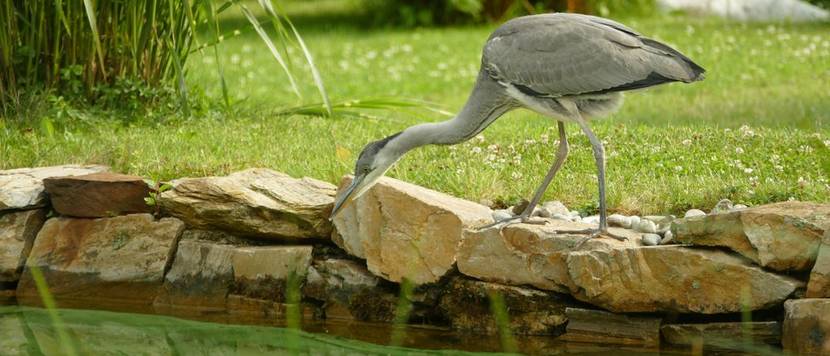 reiher am teich im garten