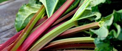 rhabarber-anpflanzen