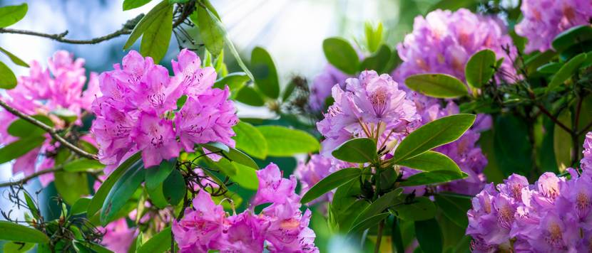 rhododendron-pflanzen-blueten-von-nahe