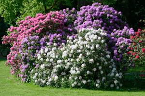 rhododendron-pflanzen-strauch-drei-farben