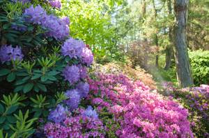 rhododendron-lila-im-garten-pflanzen