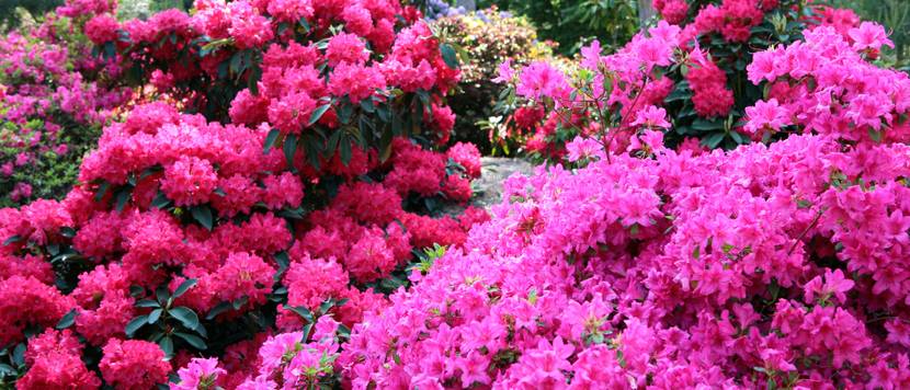 rhododendron-rot-und-rosa-zusammen