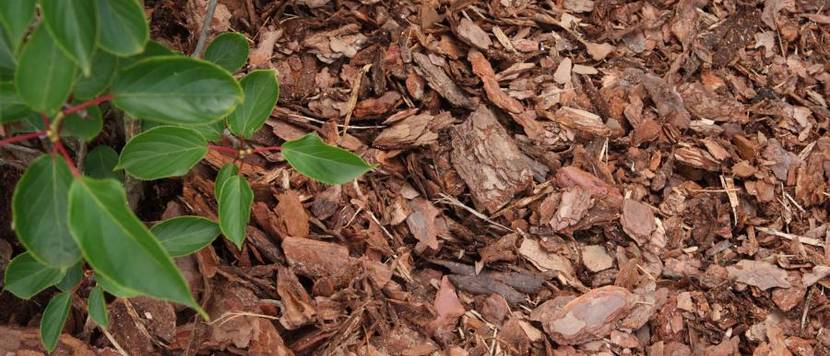 rindenmulch-test