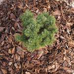 rindenmulch-grob