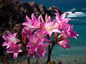 ritterstern-amaryllis-pflegen