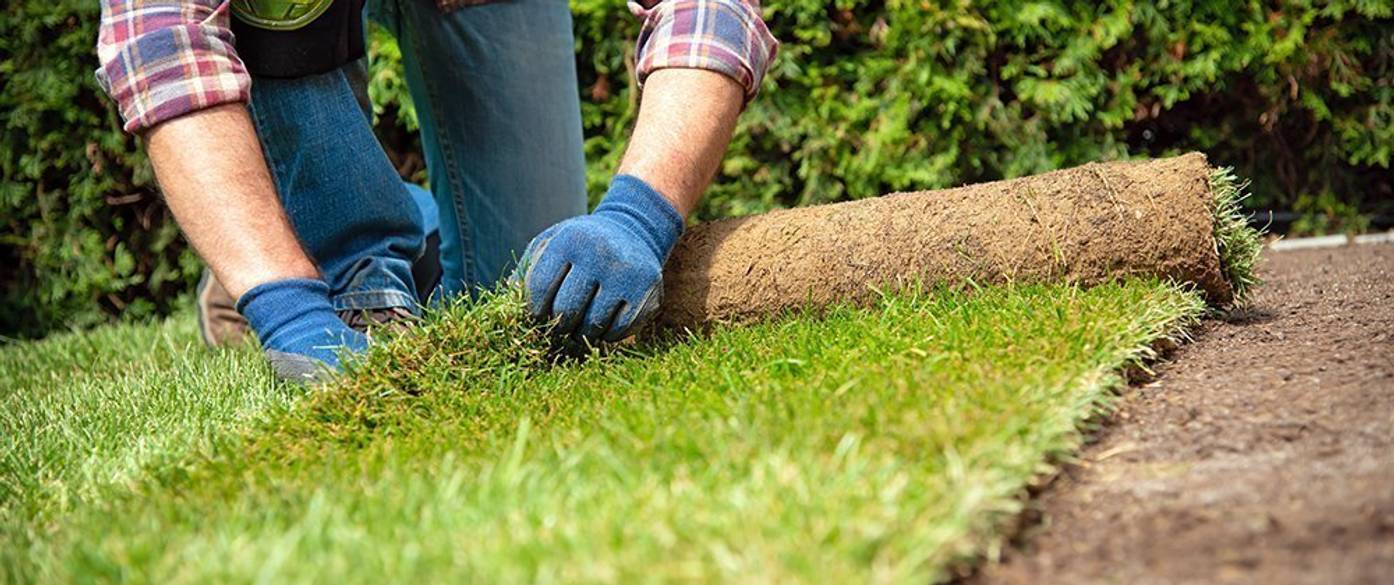 50+ Rollrasen Pflege Nach Verlegen, Zusätzlich neigt rollrasen zu