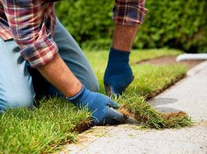 Mann verlegt Rollrasen
