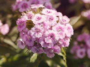 Bartnelken in hellem Rosa mit Auge