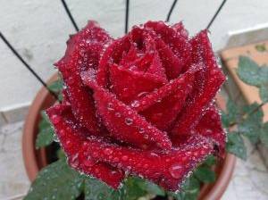 Rosen brauchen viel Licht