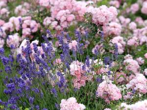 rosen-pflanzen-lavendel