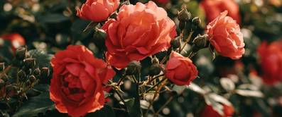 rosen pflanzen und pflegen