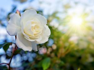 Weiße Rose im Schatten