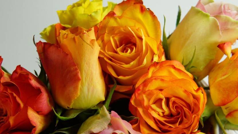 Rosen zum Valentinstag