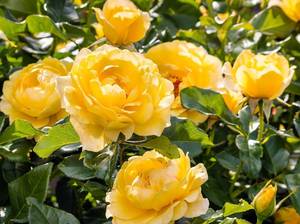 rosenarten-strauchrose