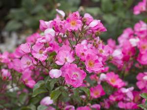 rosenarten-wildrose