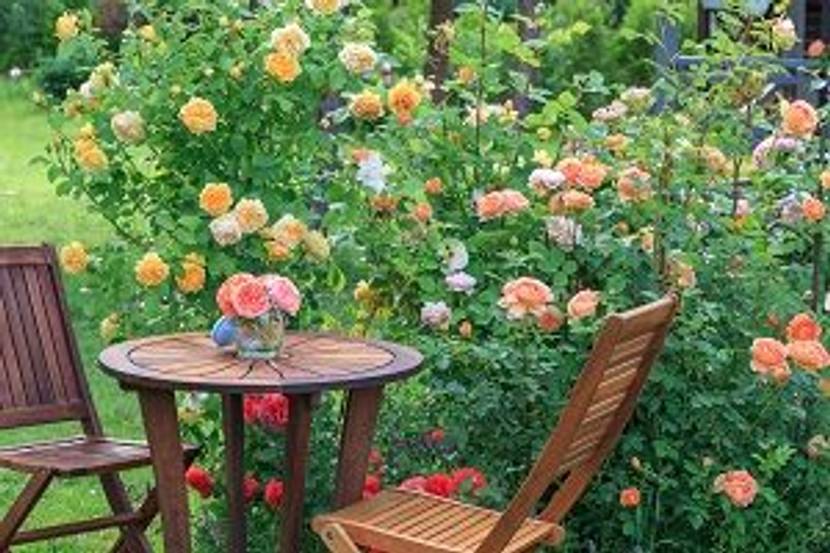 rosenbusch im garten