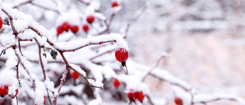 rosenbusch im winter