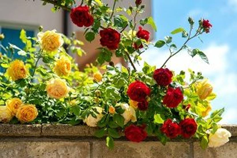 rosenbusch in der sonne
