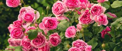 rosenbusch in rosa