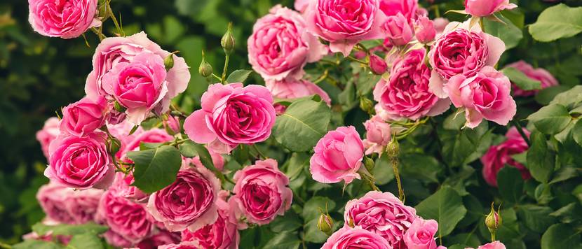 rosenbusch in rosa