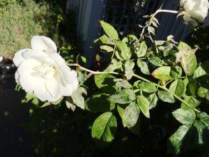 Rosentaupilz