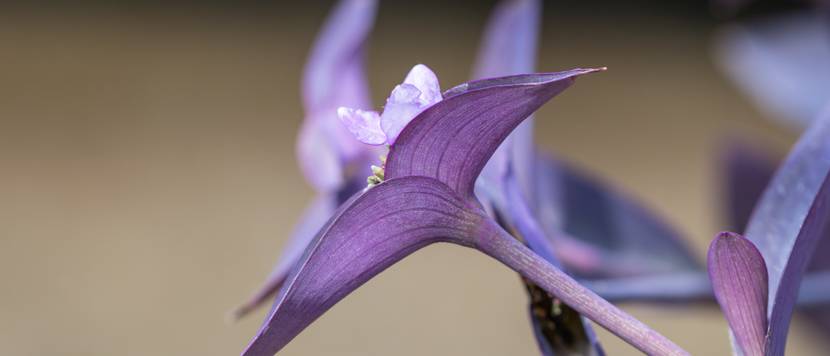 geoeffnete rotblattbluete