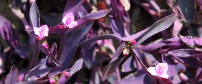 rotblatt mit blueten