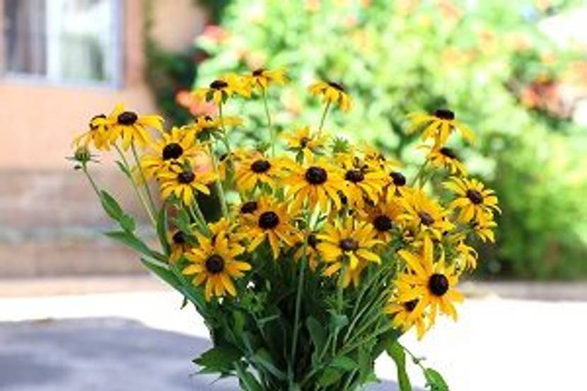 rudbeckia in vase