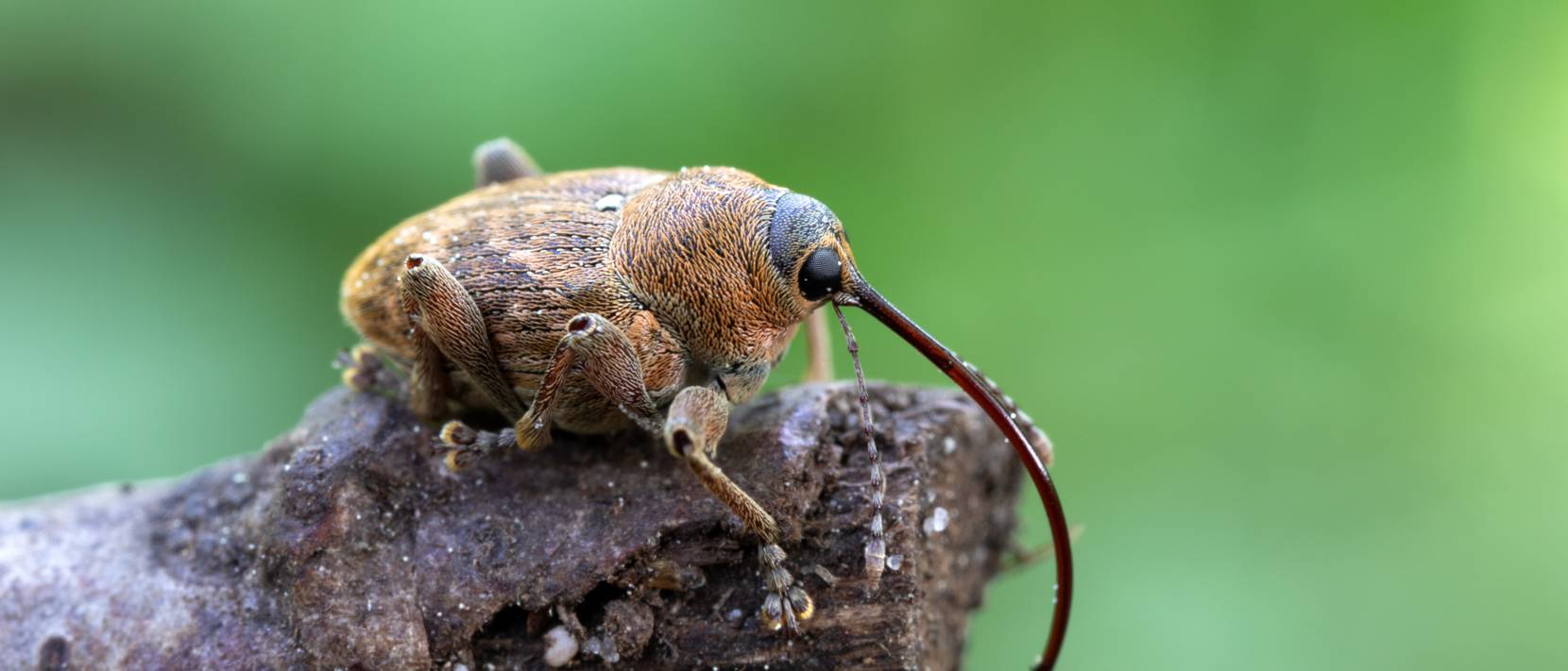 Rüsselkäfer bekämpfen Eine Anleitung zur Beseitigung der Käferfamilie