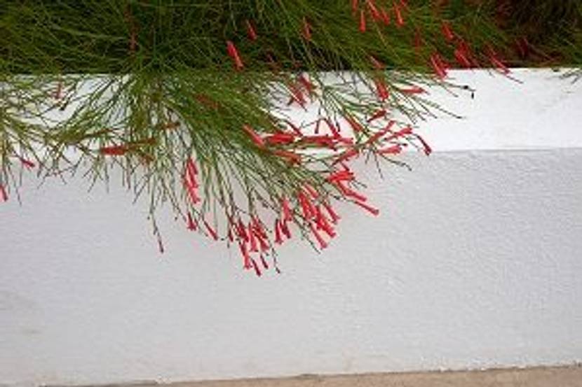 russelia an hauswand