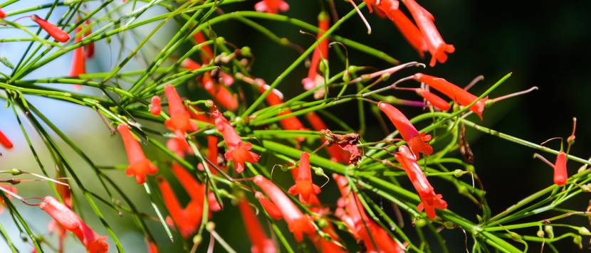 russelia in der sonne