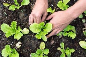 Hände pflanzen Salat an
