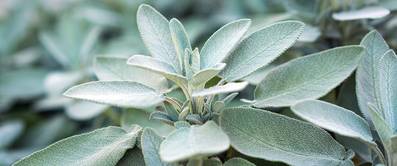 salbei-pflanzen-anleitung