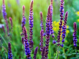 Nahaufnahme violetter Lavendel