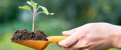 Samen anzüchten: 6 hilfreiche Tipps zur richtigen Anzucht von Pflanzensamen
