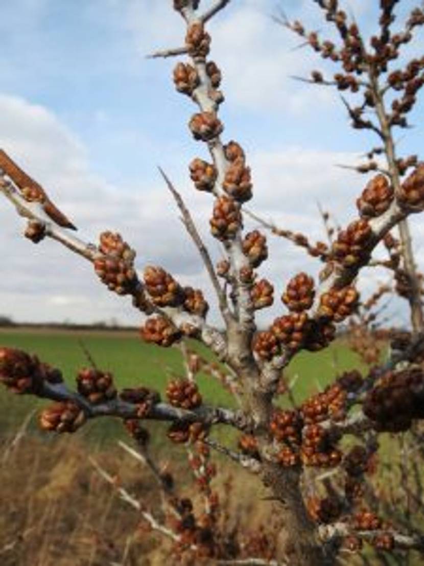 sanddorn mit Knospen